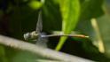 Gynacantha tibiata (Gold-tipped Darner)-2.jpg